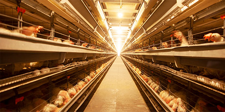 创新与品质双轮驱动，引领现代养殖设备新潮流